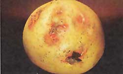 Potato with soil stuck to an eye as a result of discharged bacteria