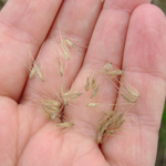 Hand holding seeds of African feather grass