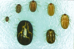 Seven different sizes of female cattle tick, which is lighter in colour in the middle stages