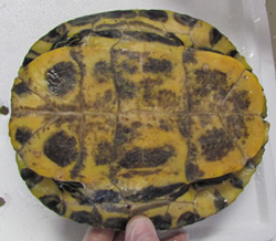 Yellow and dark green underneath of turtle shell