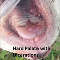  Ulceration on dorsum of lamb's tongue