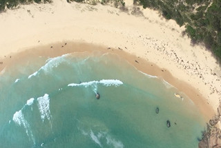 Aerial view of a beach with whales stranded in the shallows
