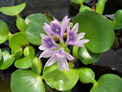 Green shiny leaves and purple flowers of  water hyacinth