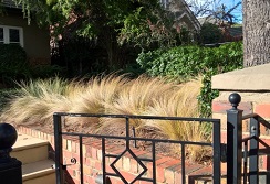 Mexican feather grass in a suburban garden 
