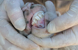 Inside of a sheep's mouth showing a healing ulcer on the gums