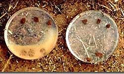 Two petri dishes with six soil samples in distilled water in each. In one petri dish, three surface soil samples have kept their shape and not dispersed, while the three subsoil samples have dispersed and made the surrounding water cloudy. The other petri dish with samples in gypsum solution have not dispersed.