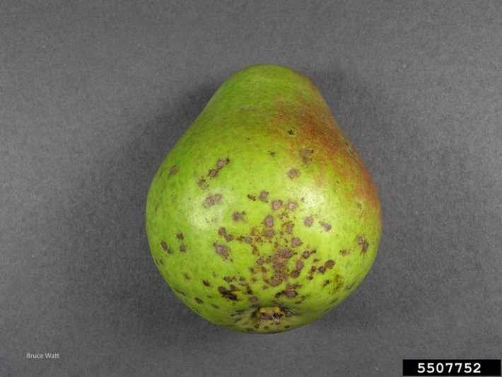 Pear fruit with brown spots focused around the base