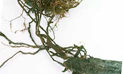 Rhizomorphs growing from an old piece of infected root tissue into the roots of a blueberry plant