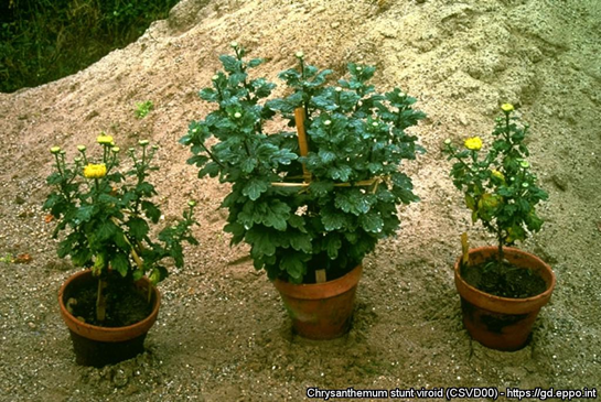 Infection of chrysanthemum cv. Soleil d’Armor showing stunting and earlier blooming of affected plants; healthy plant in the middle. 