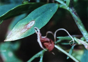 Photo of a leaf with a dark grey lesion and black spots within the lesion.