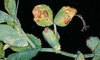 Photo of deformed pods with yellow and brown patches and blistering.