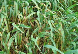 Photo of severely infected, brown barley plants suffering loss of leaves