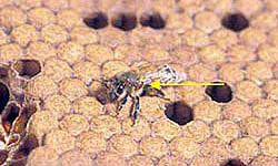 Honey bee with two Varroa mites on its thorax