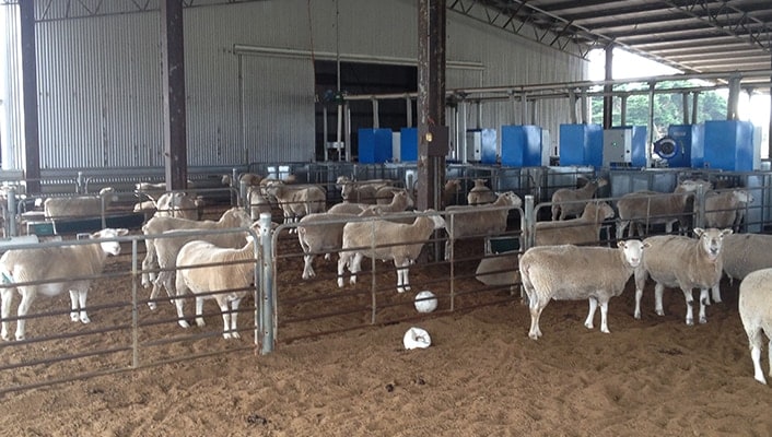 Ewes in a large shed.