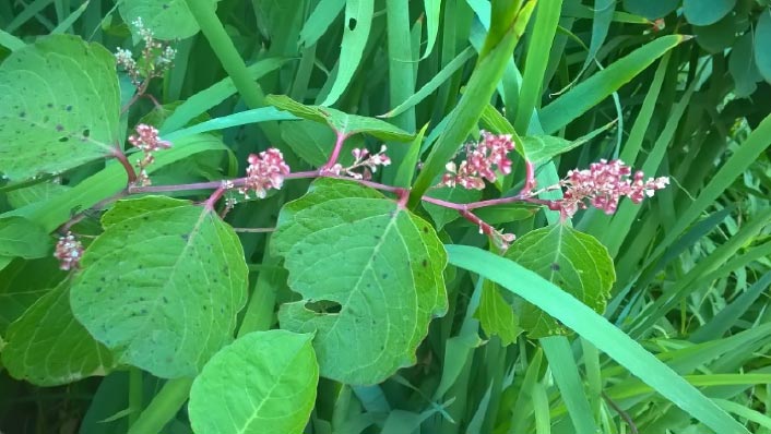Japanese knotweed (dwarf form) with reddish pink to white flowers