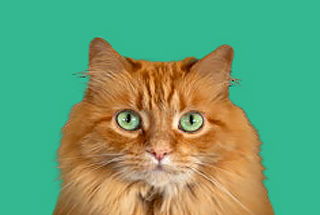 Green eyed ginger cat