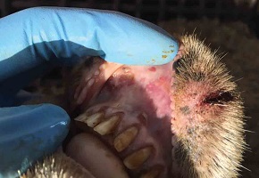 This photo shows the inside of a sheep's mouth with ulcers which may be foot and mouth disease.