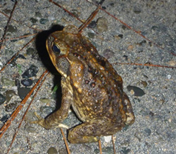 Cane toad sitting on concrete, large rounded gland obvious on shoulder 