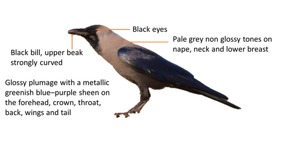 Diagram of house crow as described in the text following