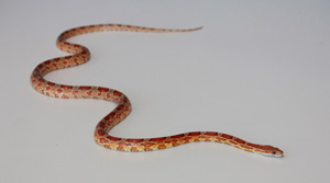 Orange yellow coloured slim snake