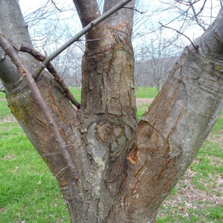 Trunk of tree showing discolouration