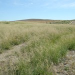 Field of african lovegrass