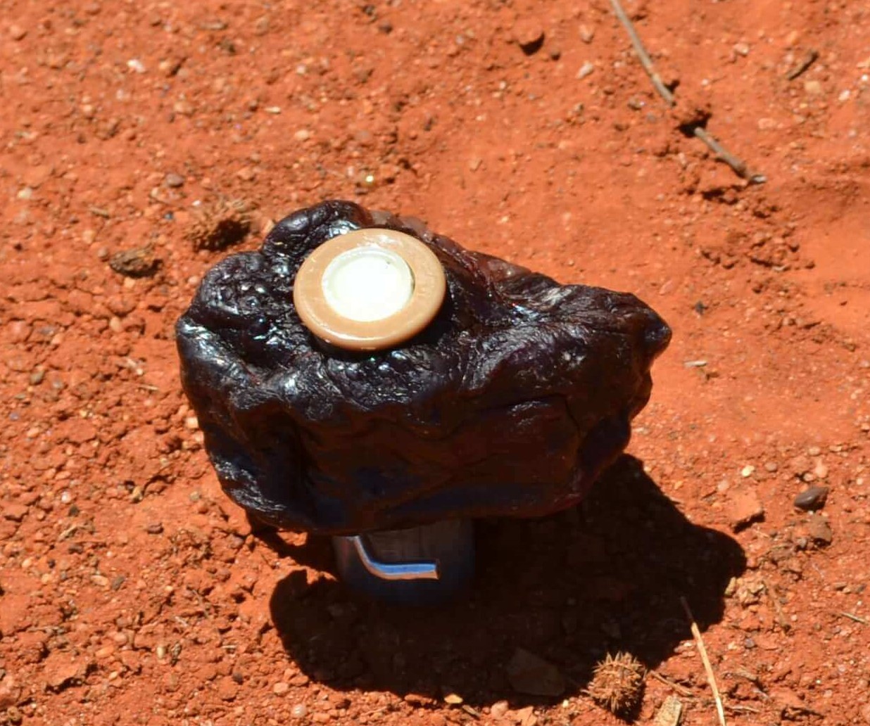 Canid pest ejector, cube of meat attached to spring loaded device in red soil