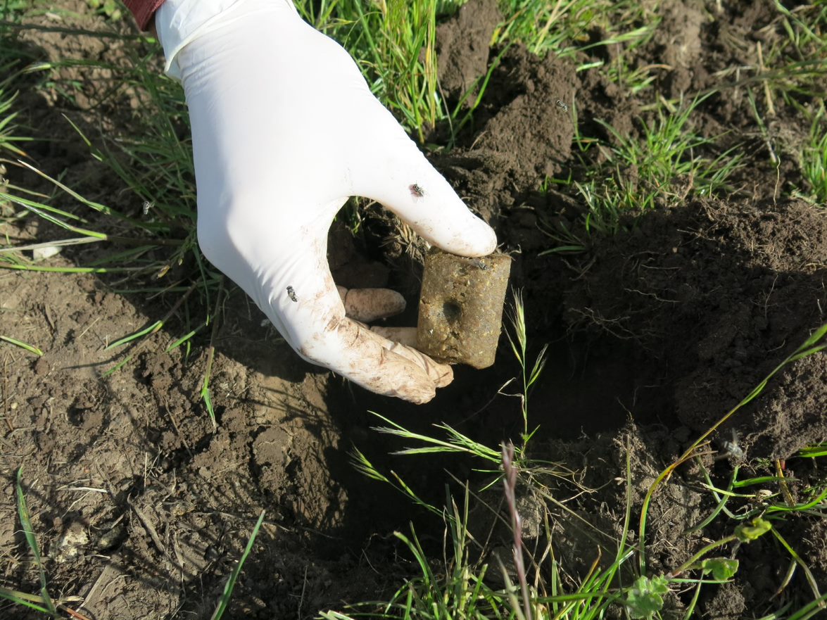 Shelf-stable bait being laid into muddy ground by hand covered by white glove