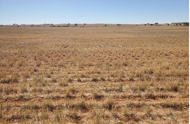 Paddock with crop stubble cover.