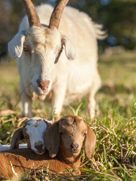 Adult goat with two younger goats in grassland