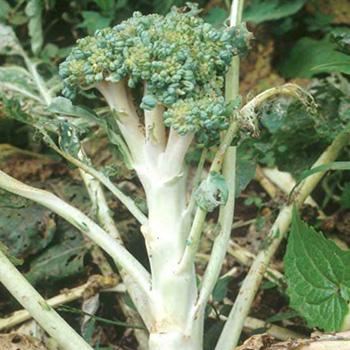 White broccoli stalk streaking