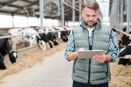 Person on tablet in dairy shed