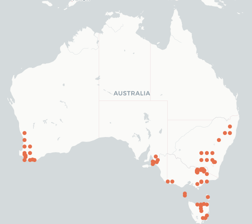 Map of australia showing presence of E fulvus in sth NSW, Victoria, Tasmania and southern NSW