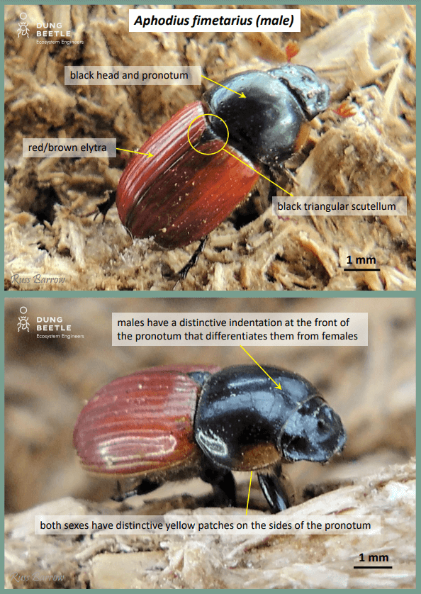Picture of a dung beetle top-down and side-on with a brown/ red wing covering and black head. Labels read: Aphodius fimetarius (female) Black head and pronotum Red/brown elytra Black triangular scutellum On females the front of the pronotum is smooth and rounded (males have a distinct indentation). This is the key distinguishing feature between sexes  Both sexes have distinctive yellow patches on the sides of the pronotum