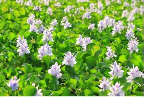 Water hyacinth plant with purple flowers and green leaves.
