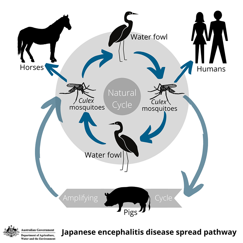 Diagram: Japanese encephalitis disease spread pathway. A circular diagram showing the Japanese encephalitis disease spread pathway from pigs and waterfowl to mosquitoes then horses and humans.