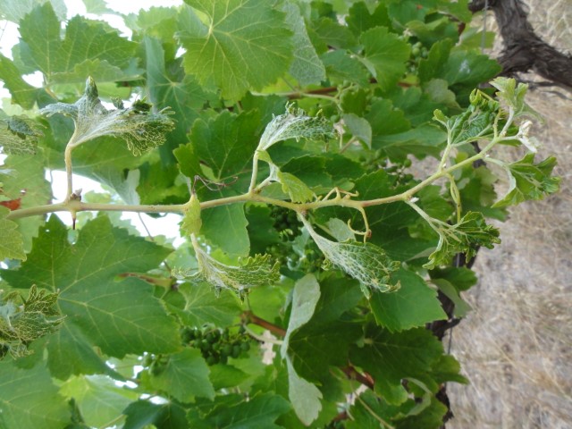 Herbicide affected vine showing damage to leaves and stems