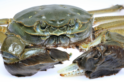Image of Chinese mitten crab. The scientific name, Eriocheir sinensis. 