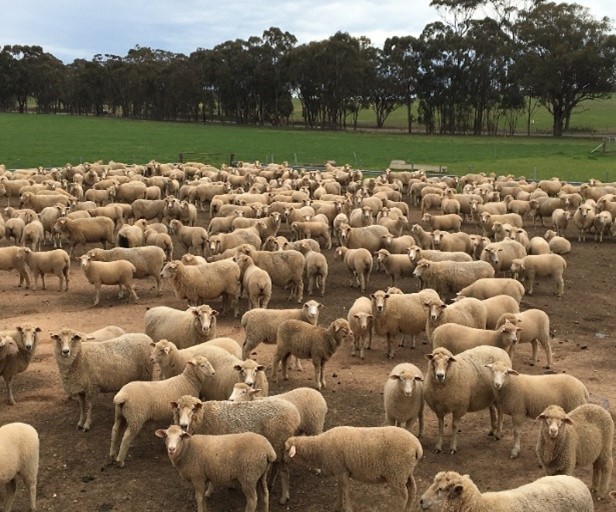 Unweaned lambs with ewes (pre-demonstration)