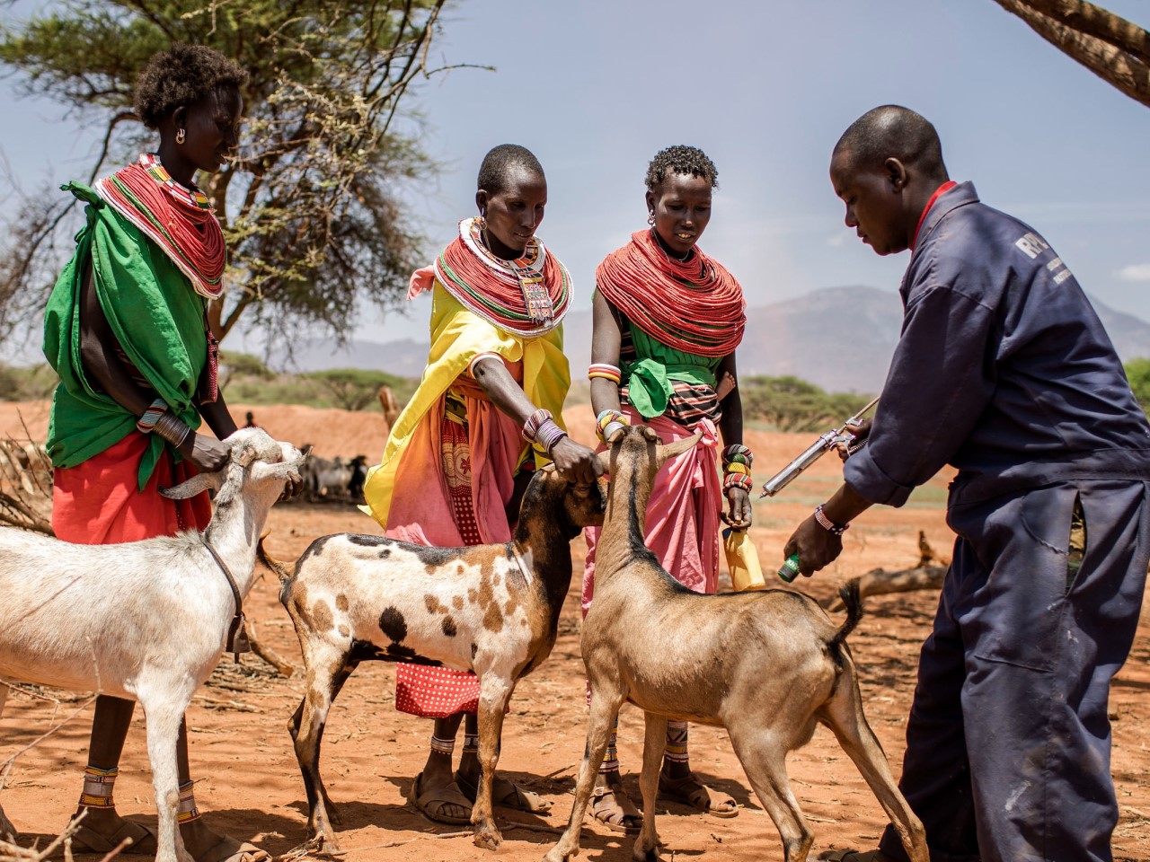 Image of people vaccinating goats