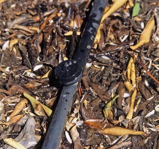 Image of a black pipe with an online button dripper inserted into blank poly pipe.