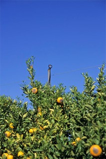 Image of fruit tree showing low output overhead sprinklers may be an option for frost pockets or sensitive varieties that are currently drip irrigated.