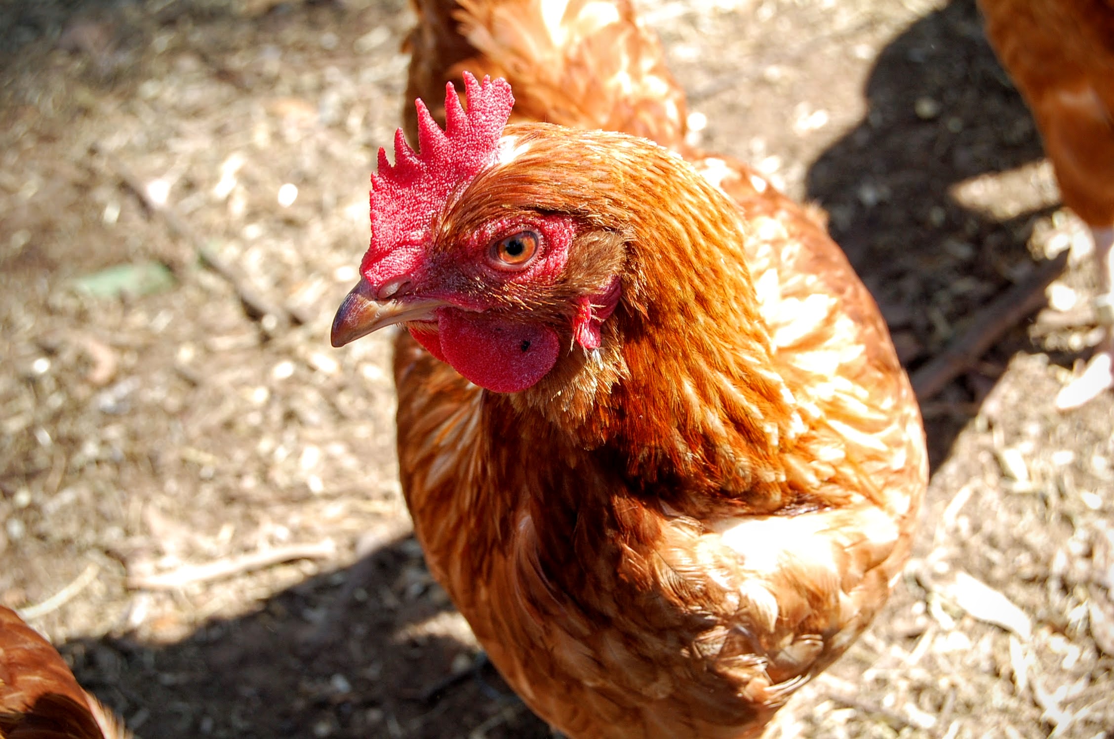 Close up photo of a chicken.