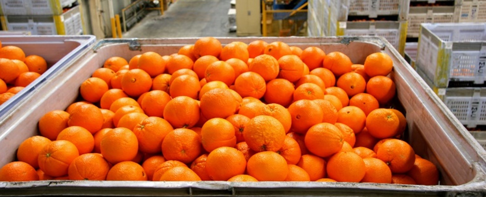 Close up image of crated oranges ready for market.