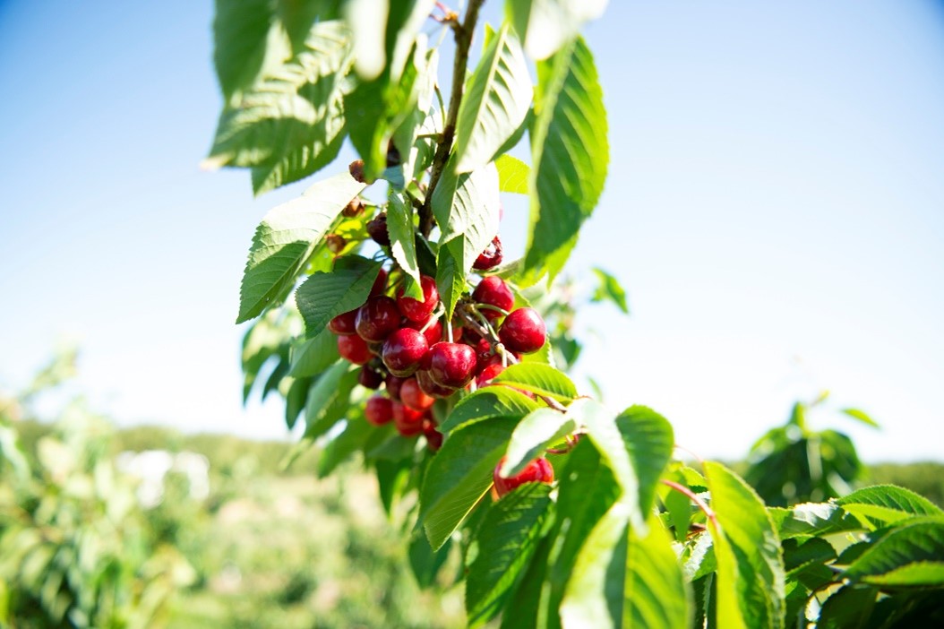 Close up image of cherries growing on a tree.