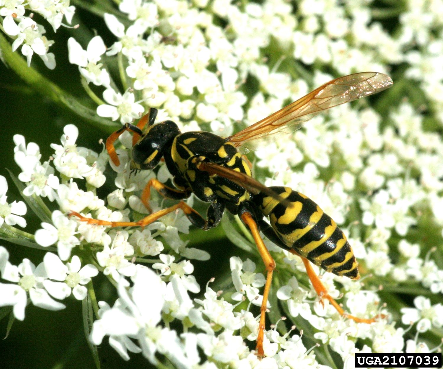 Photo of adult European paper wasp foraging on small white flowers.