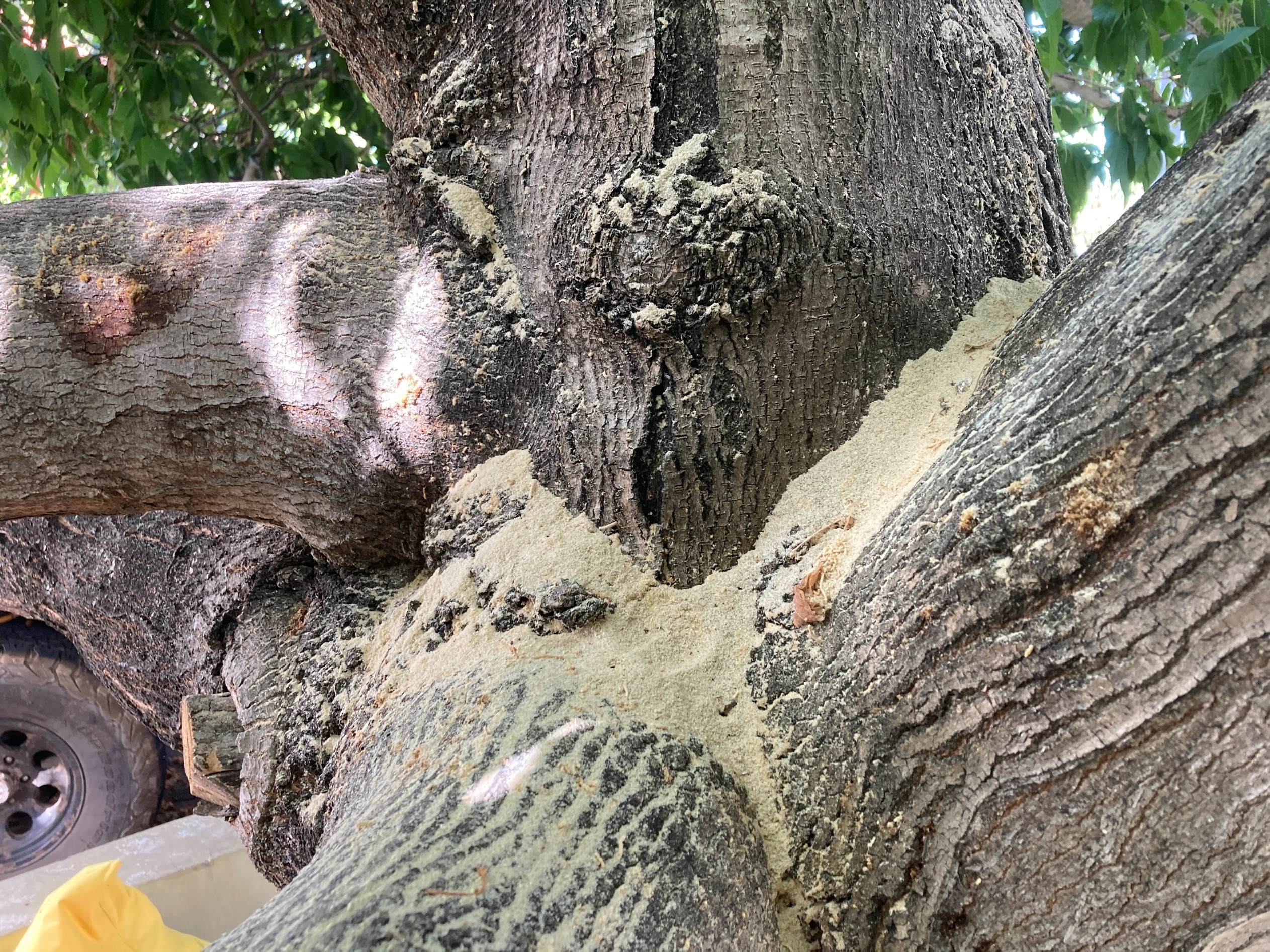 Tree covered in powdery residue (frass) on trunk.