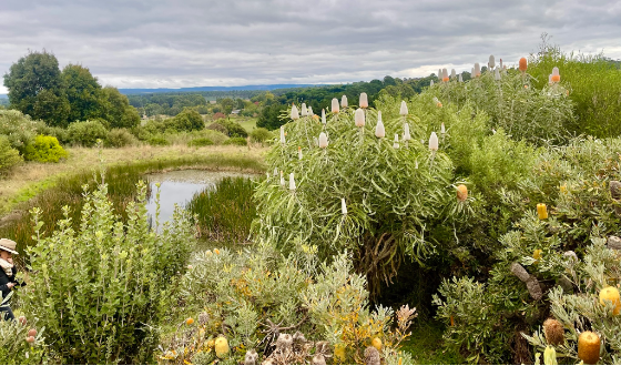 A farm dam with lush native vegetation surrounding it.