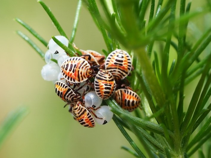 Yellow spotted stink bug eggs and newly hatched nymphs on host plant.