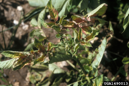 Potato plant infected with CLso